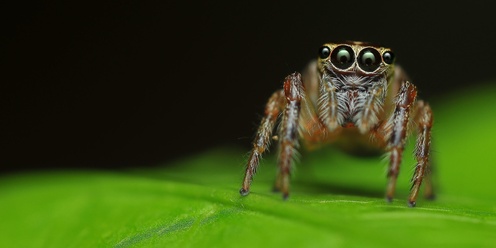 Billabong Bioblitz: Kids Spider Walk (5.00pm - 5.30pm)