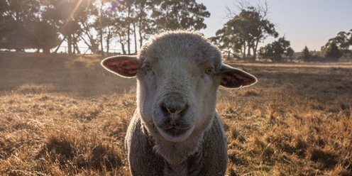 Be Kind To Animals Week Premium Tour at Edgar's Mission