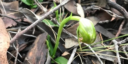 2024 Orchid and wildflower walk at Wooragee (third walk) 