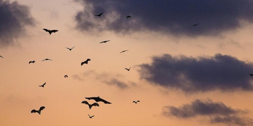 Awe Under the Stars: Discovering our Local Microbats