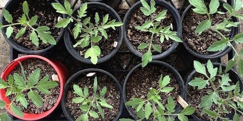 Organic Gardening Basics 2024 - Part 2 of 6: Propagation & Planting