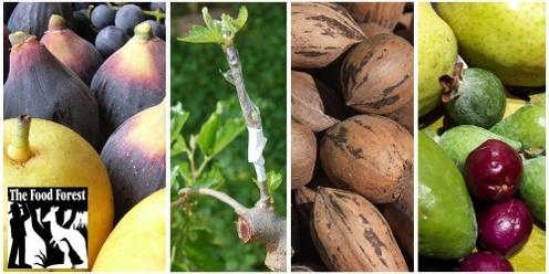Fruit & Nut Growing 1-day Workshop 