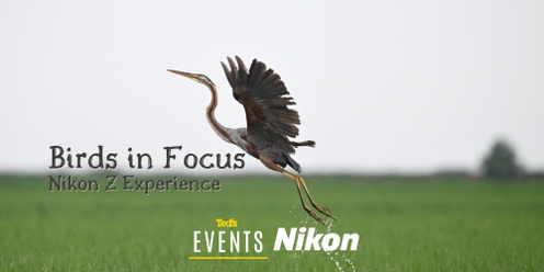 Birds in Focus: Nikon Z Experience