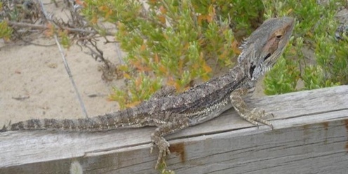 Habitat Chat-Nature Conservation in the South Port Noarlunga Dunes