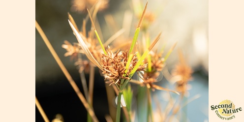 Kangaroo grass: a keystone species for grassland restoration & Annual General Meeting