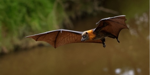 Billabong Bioblitz: Night Wildlife Walk and Talk (adults) 