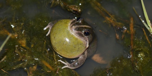 Frog ID Dinner Lake Cowal 