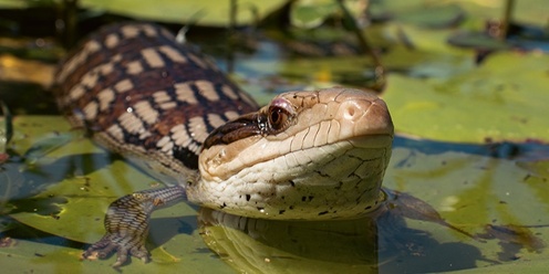 Gardens for Wildlife Brimbank: Meet and Greet