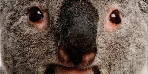 'The Koalas' - a story of survival -  Community Film Screening