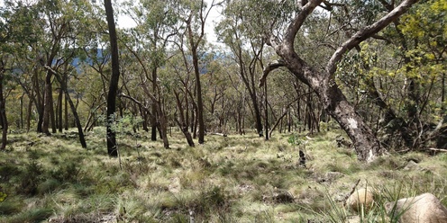 Woomargama National Park Nature Walk