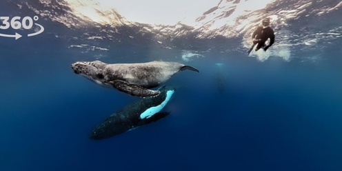 Adelaide Planetarium 360 MEGAFauna of the Great Southern Reef Special 