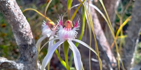 Manea Park Guided Wildflower Walk