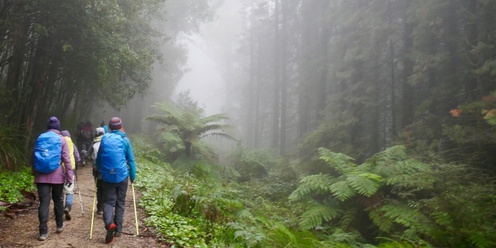 Dandenongs - Olinda Valley and Waterfalls - Grade 4 (Medium/Hard)