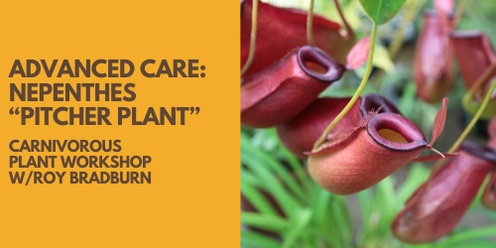 Advanced Care: Nepenthes Pitcher Plants w/Roy Bradburn