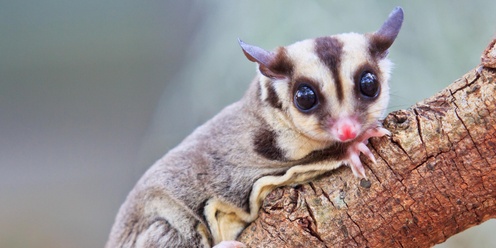 September Krefft's Glider Check: Great Southern Bioblitz 