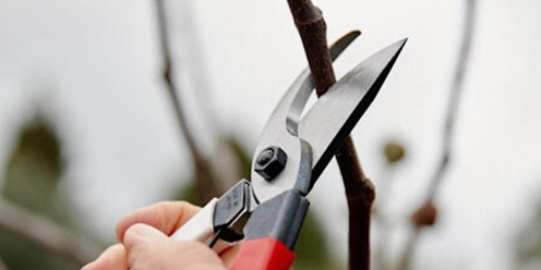 Pruning Workshop - How to read your trees with Shinya Ueda. 