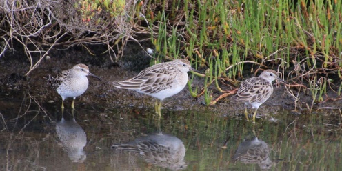 Cheetham Wetlands Tour