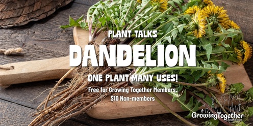 Dandelion - Useful plant talks