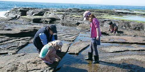 Rock Platform Ramble at Long Reef