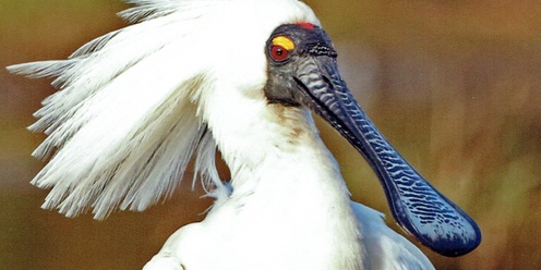 Walk, talk and squawk - birds of Oaklands Wetland