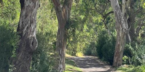 Forest Therapy - Brimbank Park