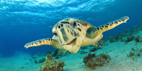 Reef Guardians: All About Sea Turtles and Watercolour Painting! (Children aged 12-18)