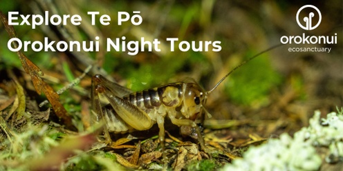 Explore Te Pō - Night Tours at Orokonui