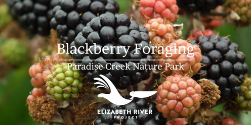 Blackberry Foraging at Paradise Creek Nature Park