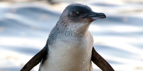 Coffee & Conversations - Manly's Little Penguins