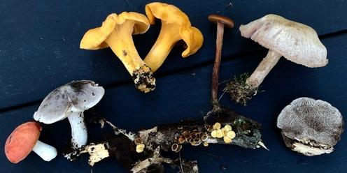 For the Love of Fungi: A Full Sensory Experience! - 3rd Annual Mushroom and Arts Festival