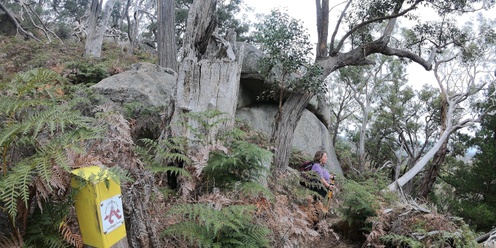 Mt Alexander (Leanganook) West Spur and Cidery walk - Grade 4 (medium)