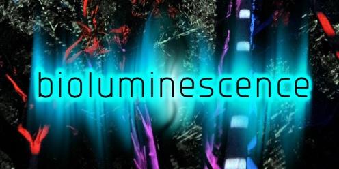 Bioluminescence @ Tabulam Trail of Light and Sound