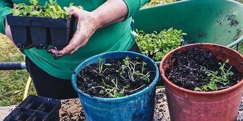 Grow Your Own Greens Workshop - Saturday 2 July