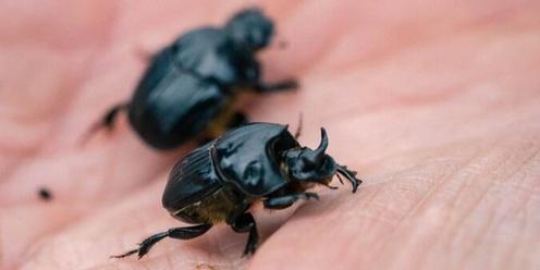 Beetles with Benefits - Dung Beetles