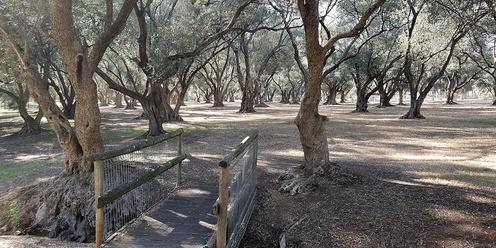 Guided Walk through the ancient Olive Groves (Parks 7 and 8)