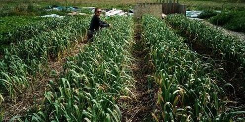 Planting & Cultivating Garlic