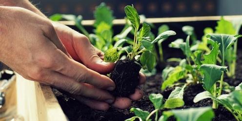 Grow your own Veggies workshop