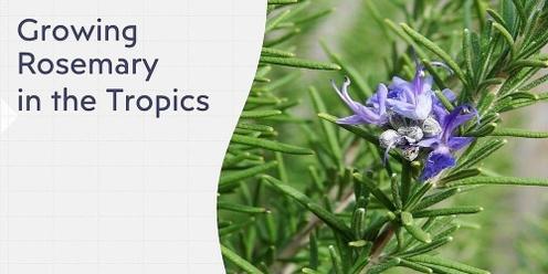 Growing Rosemary in the Tropics