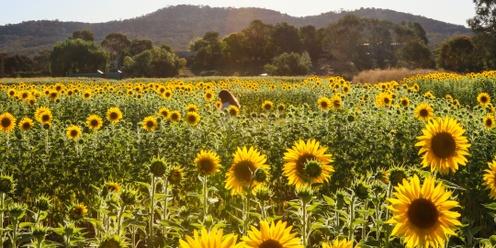 Majura Valley Sunflower Maze 