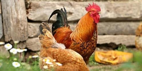Keeping Chickens in your Backyard