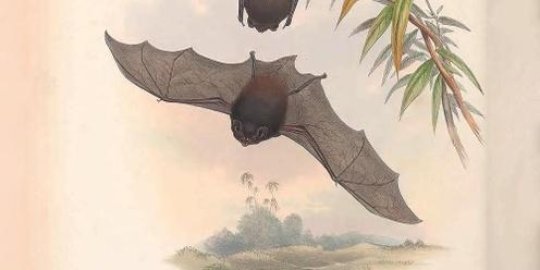Bat Night Stalk — GET WILD ABOUT WETLANDS