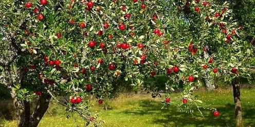 Fruit Trees for Wollondilly
