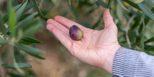 Olive picking and preserving