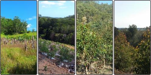 Koala habitat restoration - a field day for bush regenerators working in the Northern Rivers.