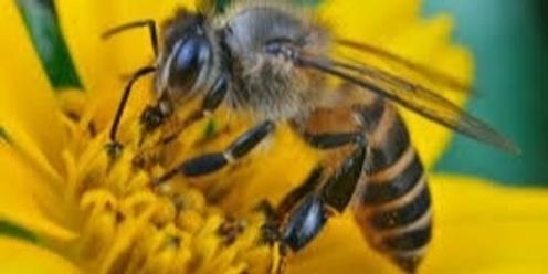 Beekeeping : THE BEES