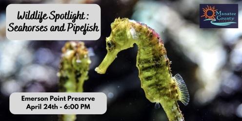 Wildlife Spotlight: Seahorses and Pipefish
