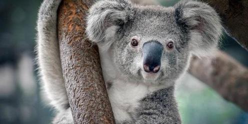 Help Prevent Koala Extinction