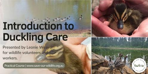 Introduction to Duckling Care presented by Leonie Weaver