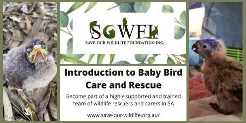 Introduction to Baby Bird Care