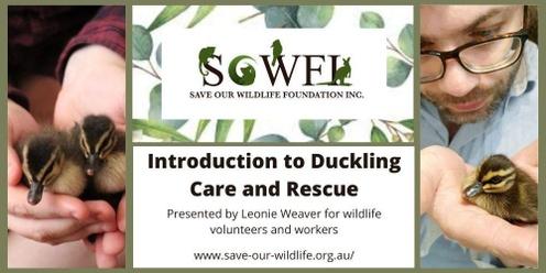 Introduction to Duckling Care and Rescue presented by Leonie Weaver
